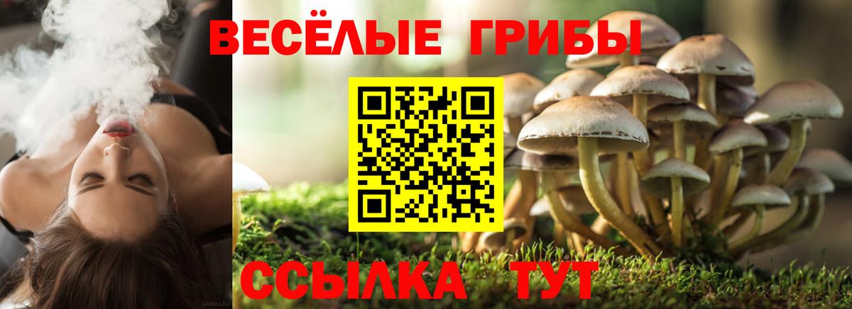 Галлюциногенные грибы Psilocybe Конаково